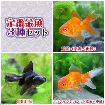 日記 4 チャーム金魚 メダカブログ